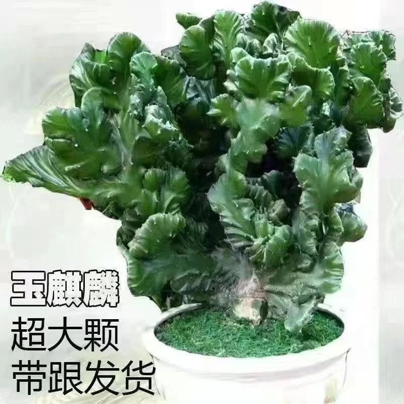 超大玉麒麟多肉麒麟盆栽花卉防辐射吸甲醛美观创意老桩秋冬耐寒