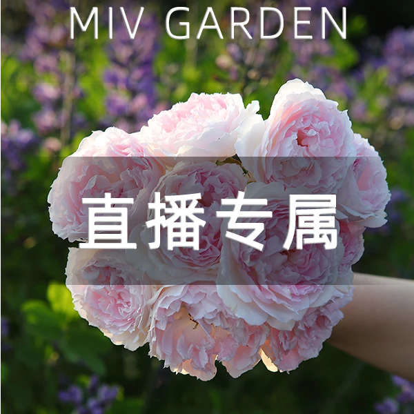 【直播】V9规格扦插月季集合