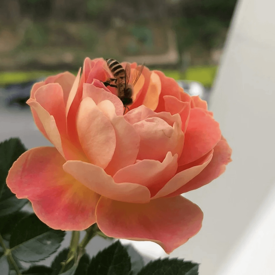 小小米薇【芒果蜜蜂乐园】新品微月阳台庭院月季1加仑中苗盆栽
