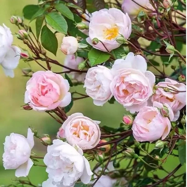 小小米薇 湖畔淑女湖蔓夫人 浓香耐热抗病勤花丰花藤本月季盆栽苗