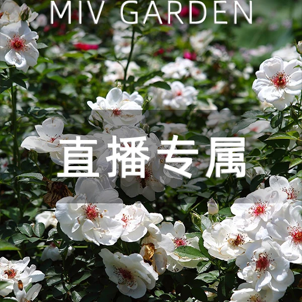 杰奎琳杜普蕾 Jacqueline du Pre大热门品种白色仙气瓣浓香月季花