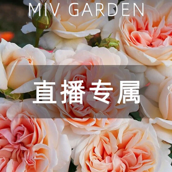 大公夫人路易斯 Grossherzogin Luise橙杏粉四季开花大花欧月季苗