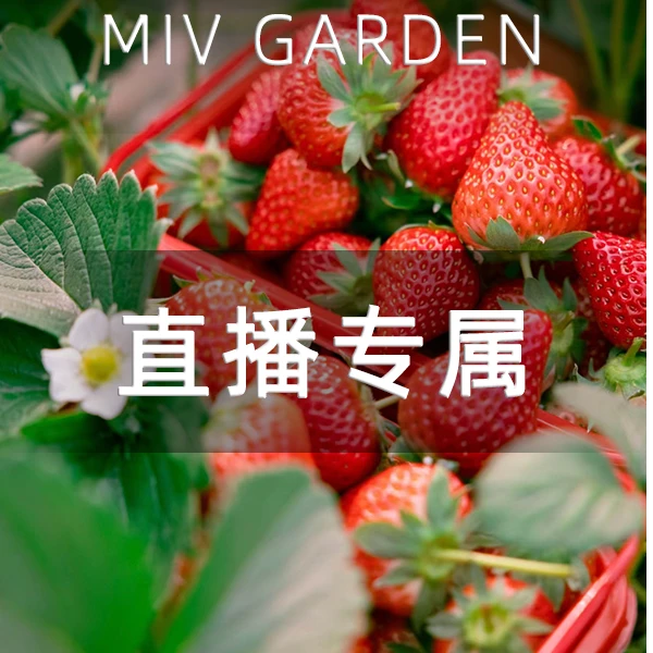 黑珍珠天使AE可食用花园多季节阳台室内盆栽