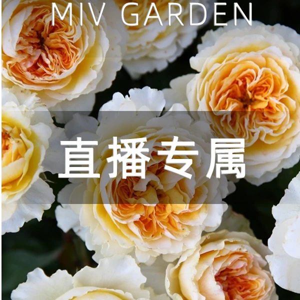 【碧翠丝】奥斯汀经典切花大花浓香耐热耐寒多季月季