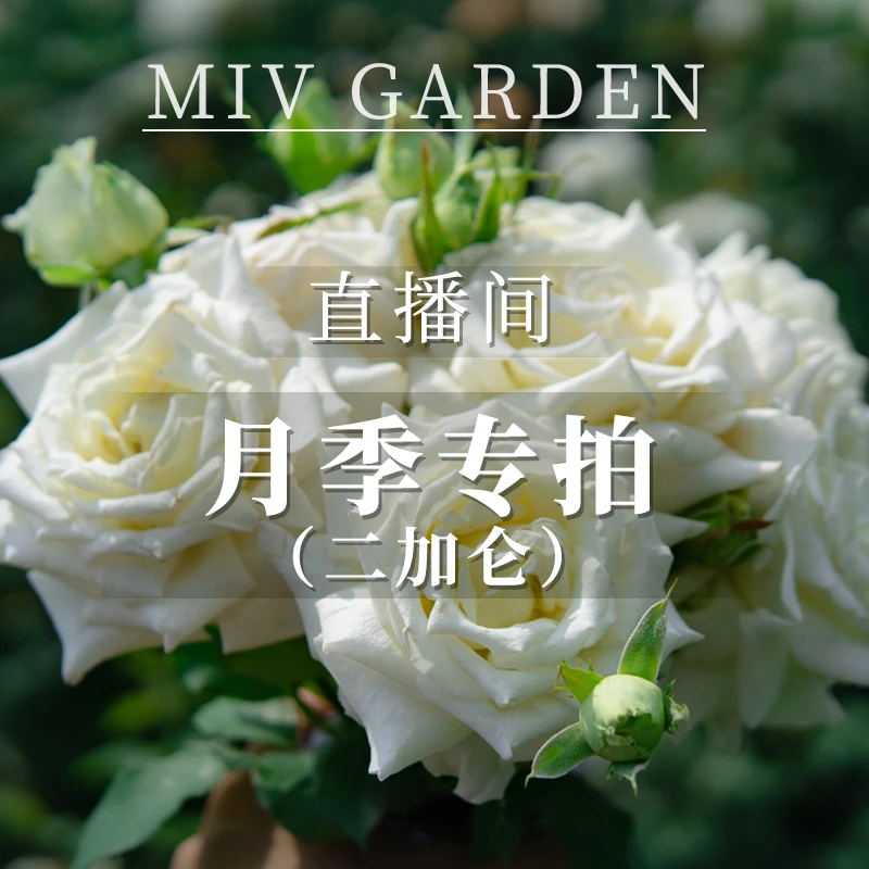 小小米薇【直播专属2加仑规格】福利月季大盆苗【粉丝请关注】