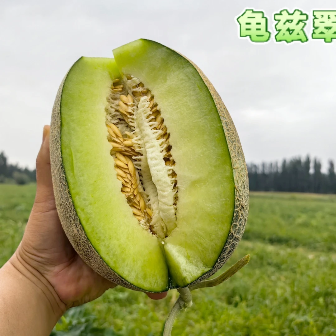新疆特产哈密瓜库车龟兹留香瓜产地直发包邮