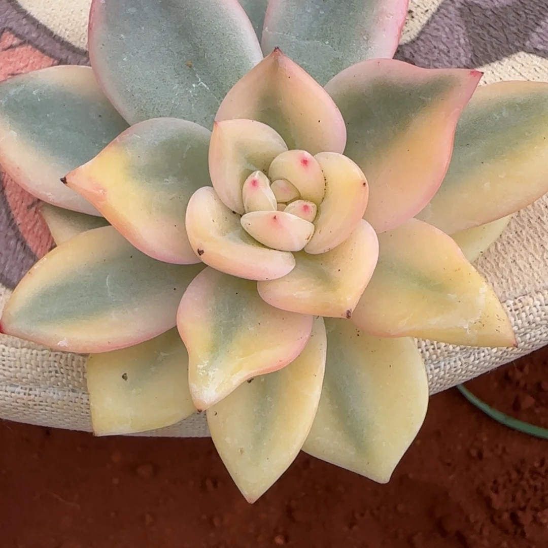 伊丽莎白多肉植物