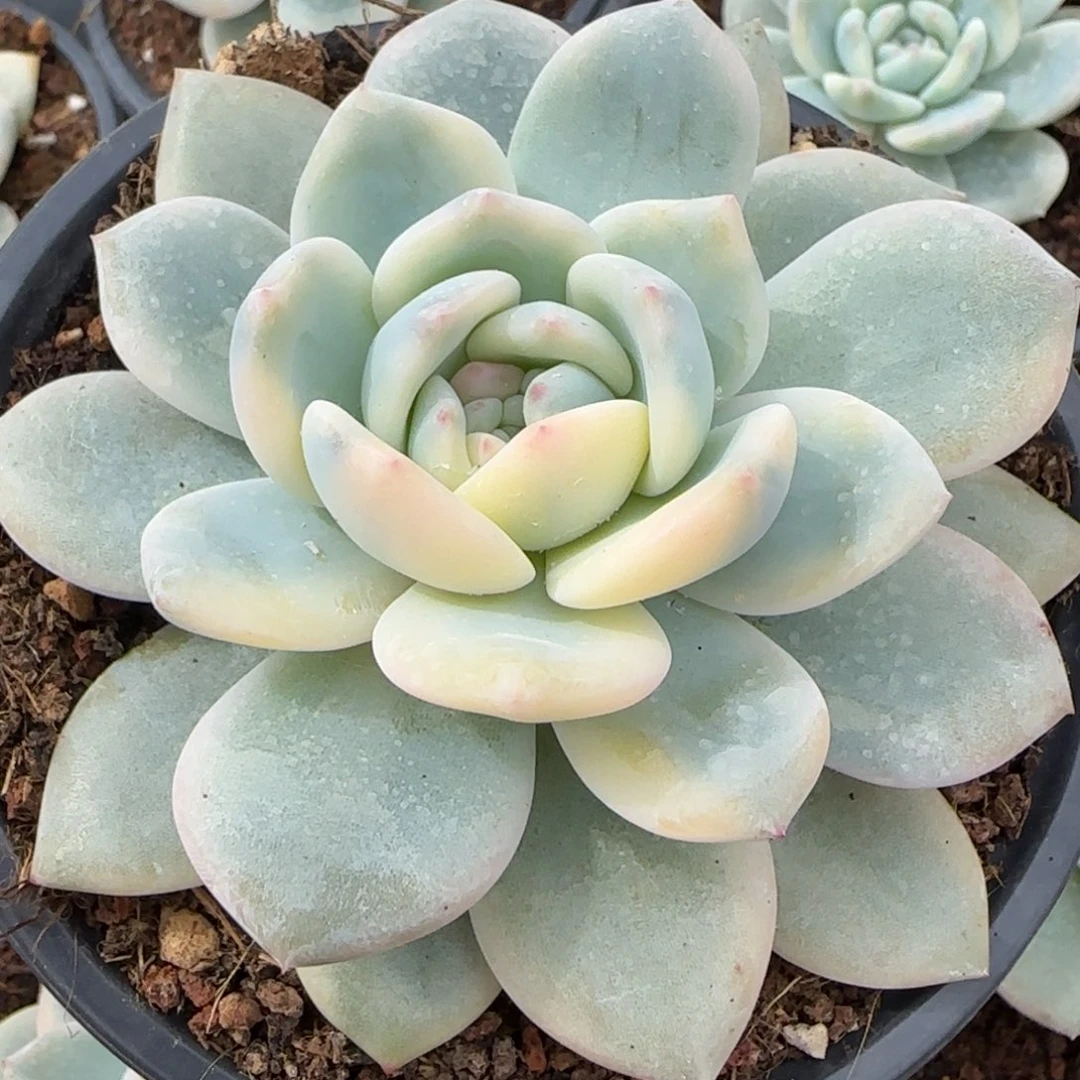 【闪购商品】梦露锦嫁接