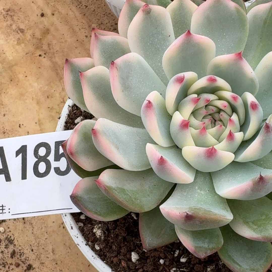 185吉娃娃锦多肉植物