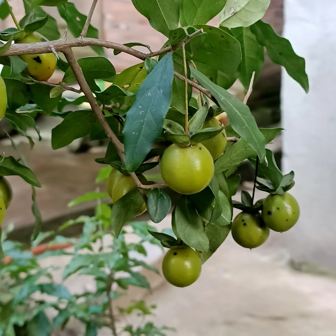 金弹子盆栽园艺素材室内绿植盆栽植物植株盆景庭院茶几可放阳台