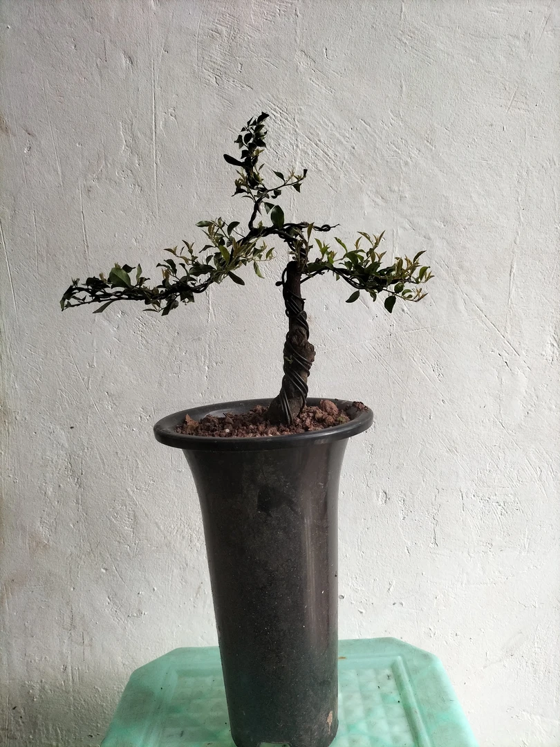 小品春季金弹子盆栽金弹子树素材栽培白色盆景盆景树绿植