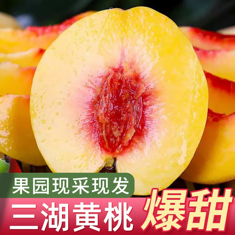 荆州三湖锦绣黄桃新品上市正宗新鲜大果多汁香甜鲜嫩精品采摘