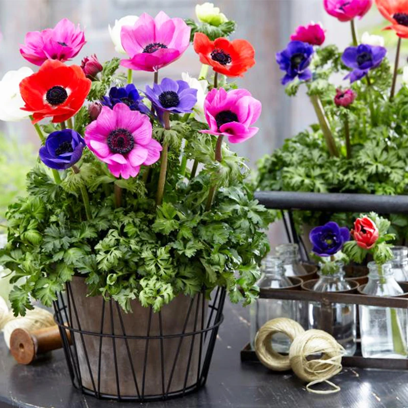 逸棵银莲花花苗小苗盆栽四季种开花阳台庭院花草易活植物春季