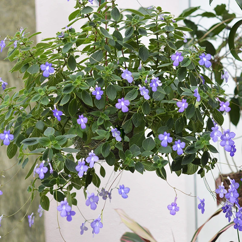 逸棵海明|2株海豚花小苗种子籽苗四季种开花盆栽阳台窗台庭院室内