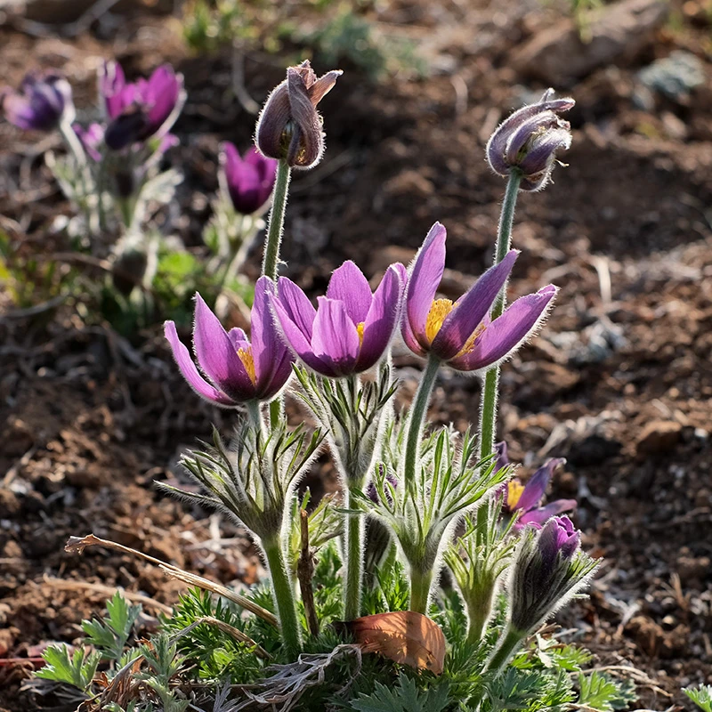 逸棵多年生白头翁花苗花种子苗阳台庭院四季种开花室内外易种活