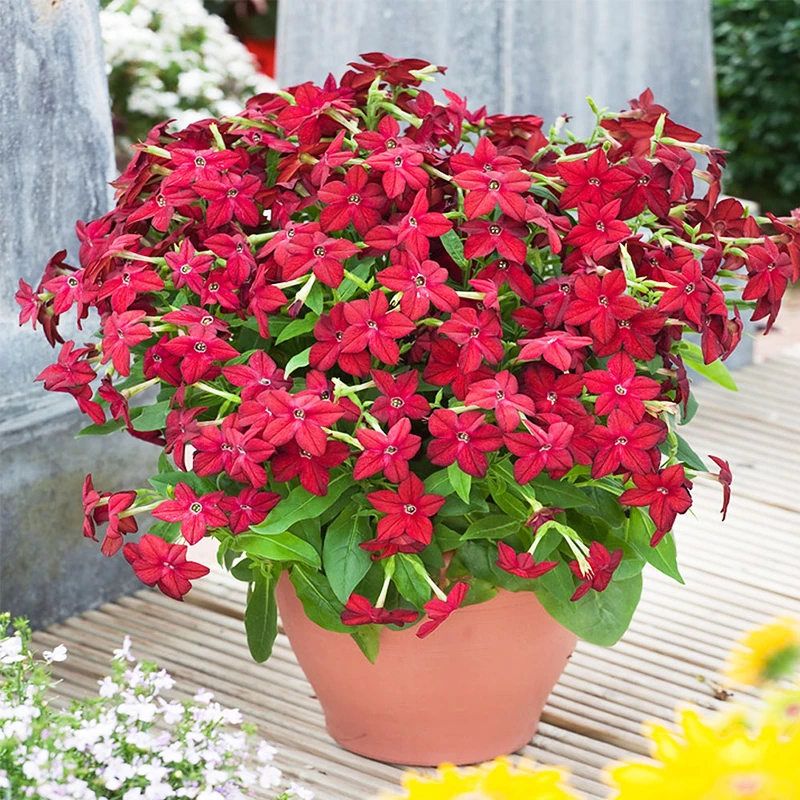 逸棵花烟草香水花苗种子苗阳台庭院四季种开花室内外盆栽易种活