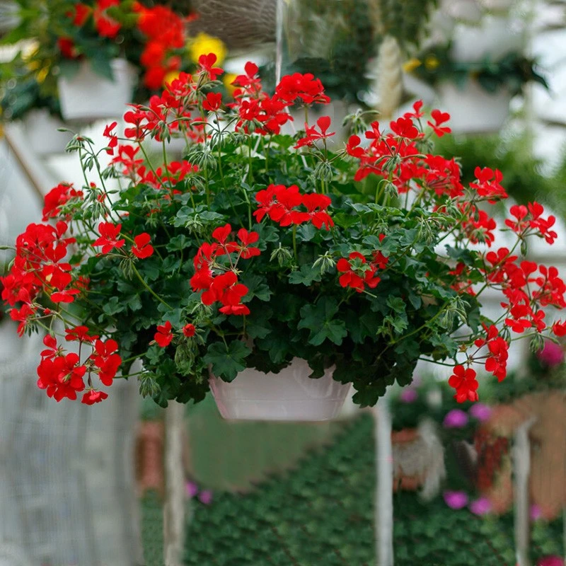 逸棵海明|垂吊直立天竺葵花苗种子小苗四季种开花盆栽阳台易种