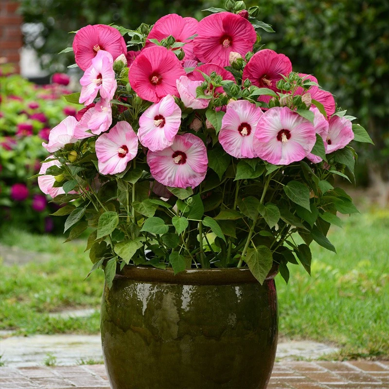 逸棵多年生芙蓉葵四季种开花阳台庭院花卉盆栽自然美观基地发货