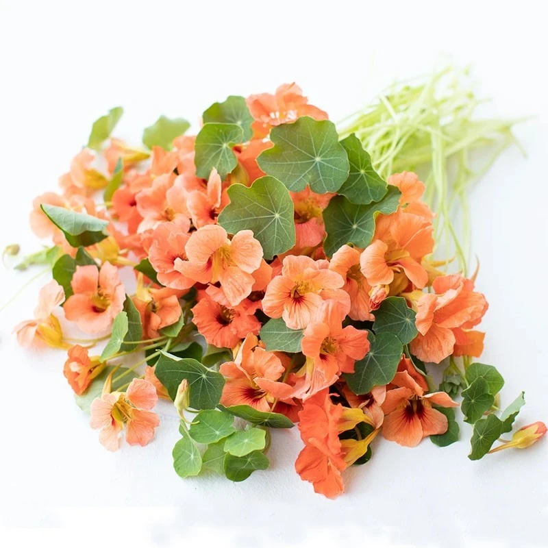 逸棵海明/旱金莲花苗旱荷花苗阳台庭院室内外四季种盆栽易开花