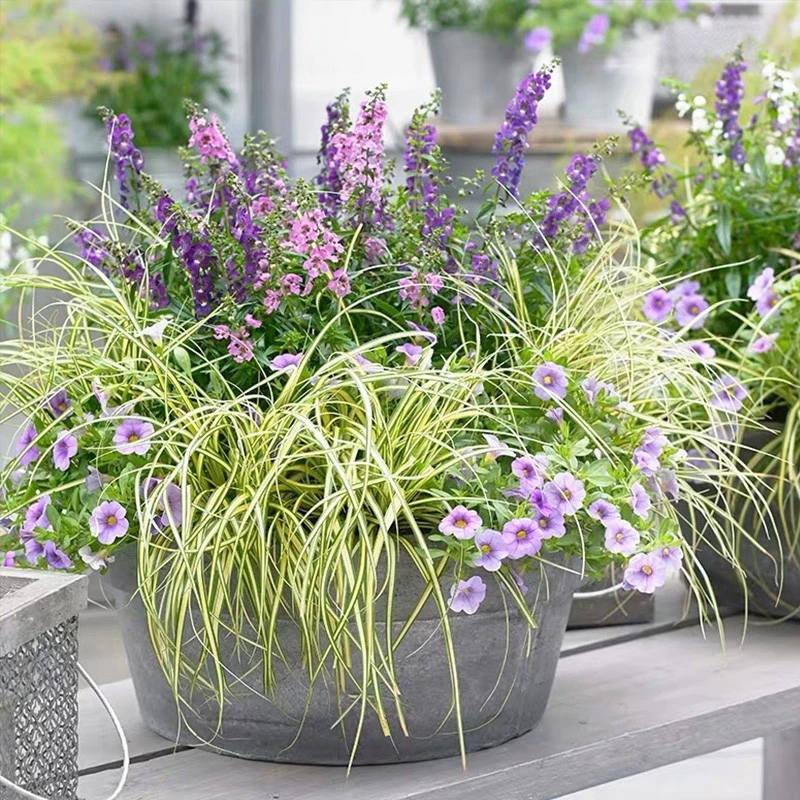 逸棵金叶苔草种苗盆栽耐热耐寒绿植植物阳台室内庭院四季种