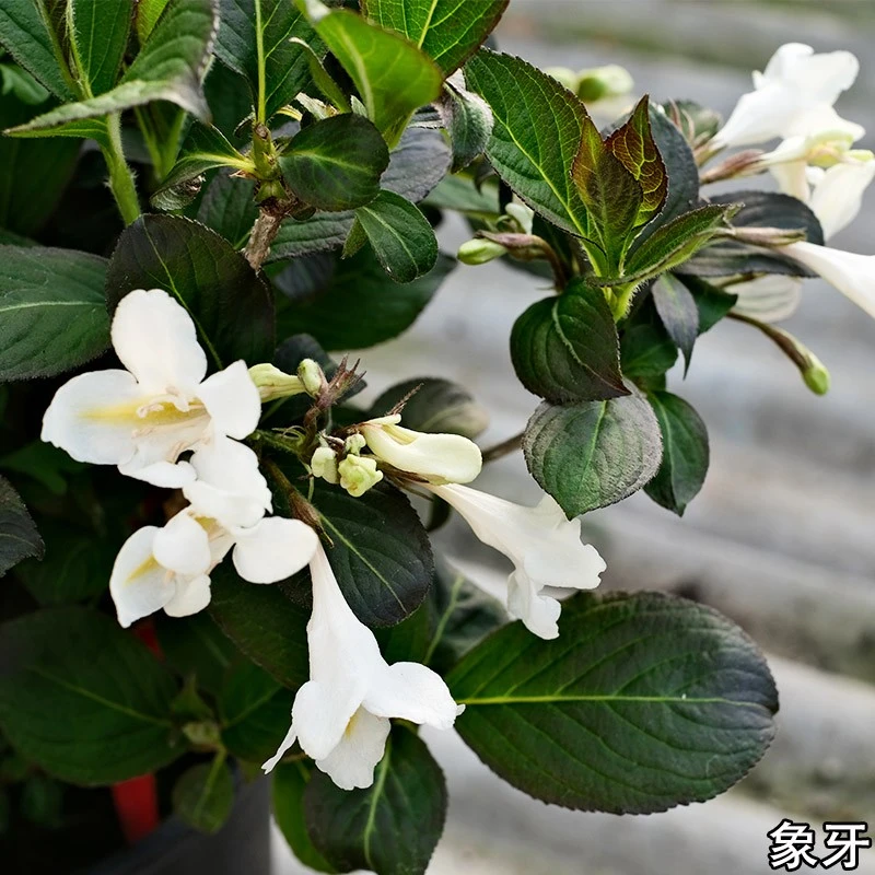 逸棵【石头专属】花叶锦带花苗盆栽室内外阳台庭院开花多年生宿根