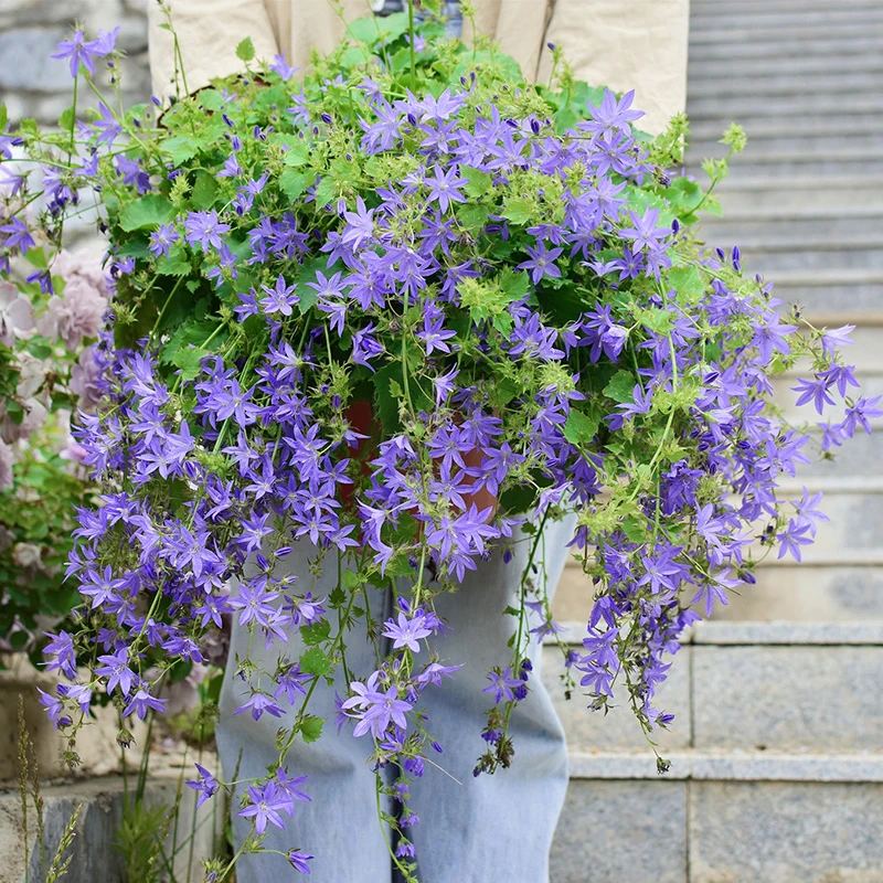 逸棵海明/3株丹麦紫斑垂吊钓风铃草花苗卢布阳台庭院盆栽多年