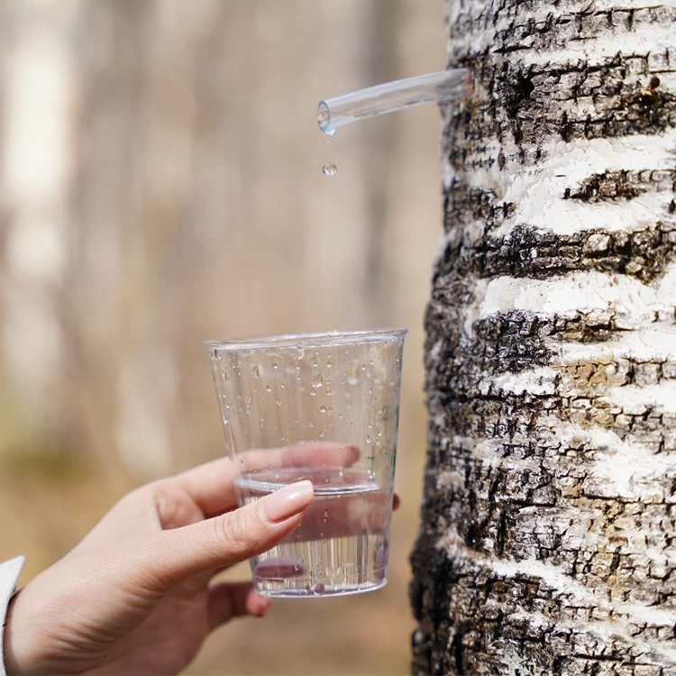 黑龙江伊春五营白桦树汁1箱6瓶*248ml包邮。