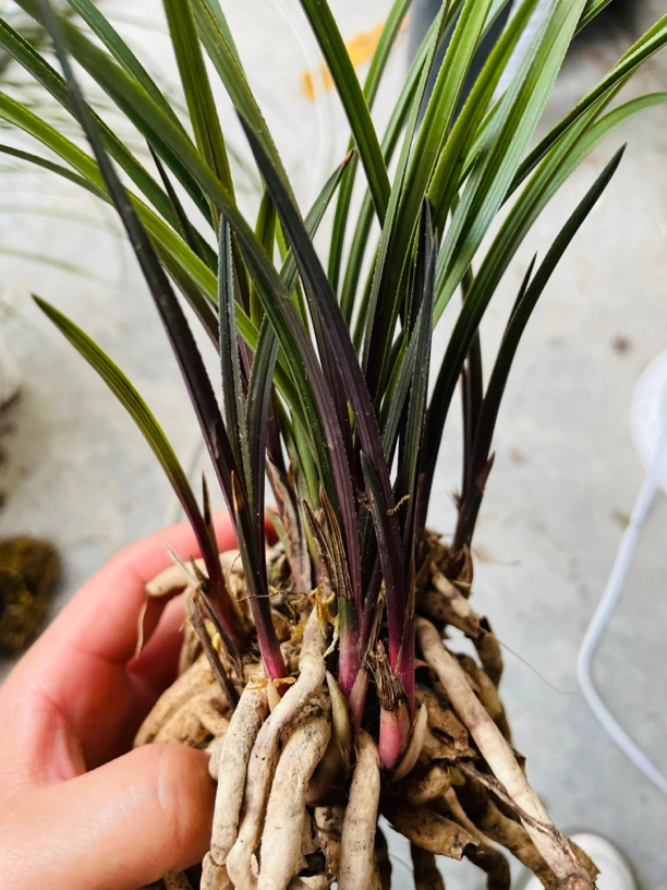 九寨沟红香妃九寨沟红香妃