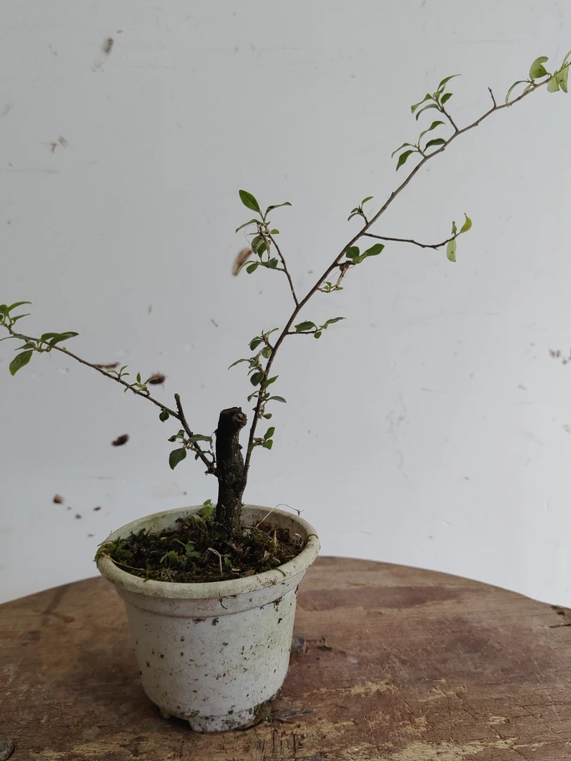 灌木金弹子小苗盆景