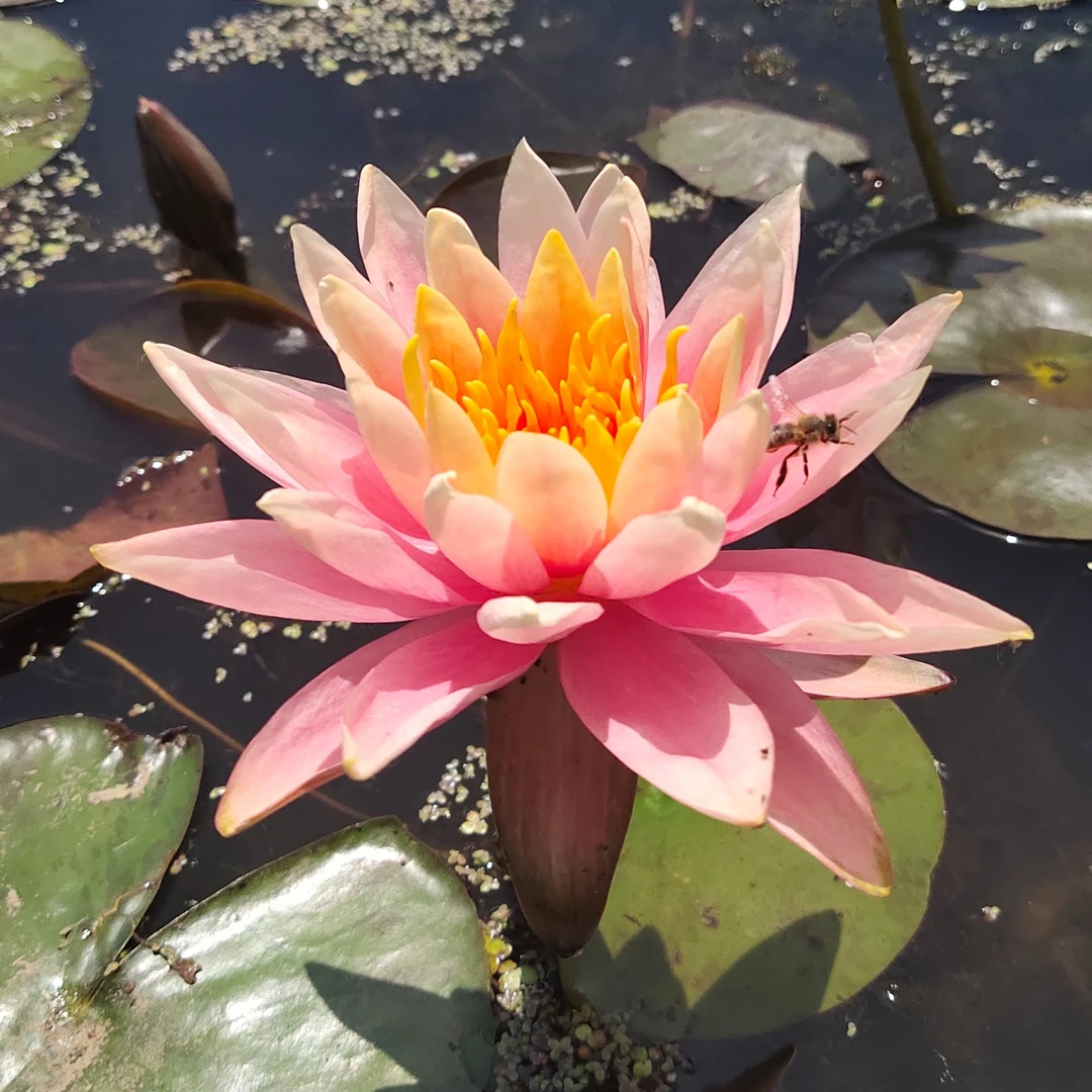 科罗拉多。  大型耐寒睡莲     阳台庭院