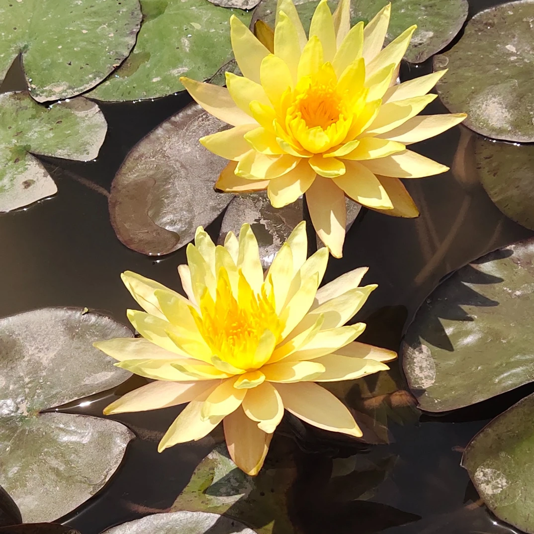 向日葵。 大型耐寒睡莲