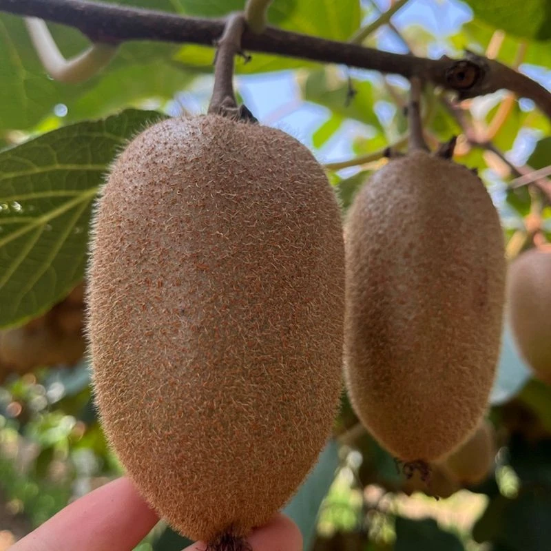 【翠香包邮到货易熟】优选陕西翠香猕猴桃果香奇异果4.5斤