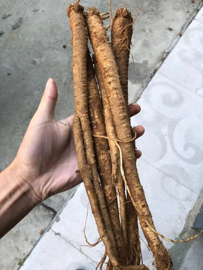 云南农户现挖山货新鲜臭参