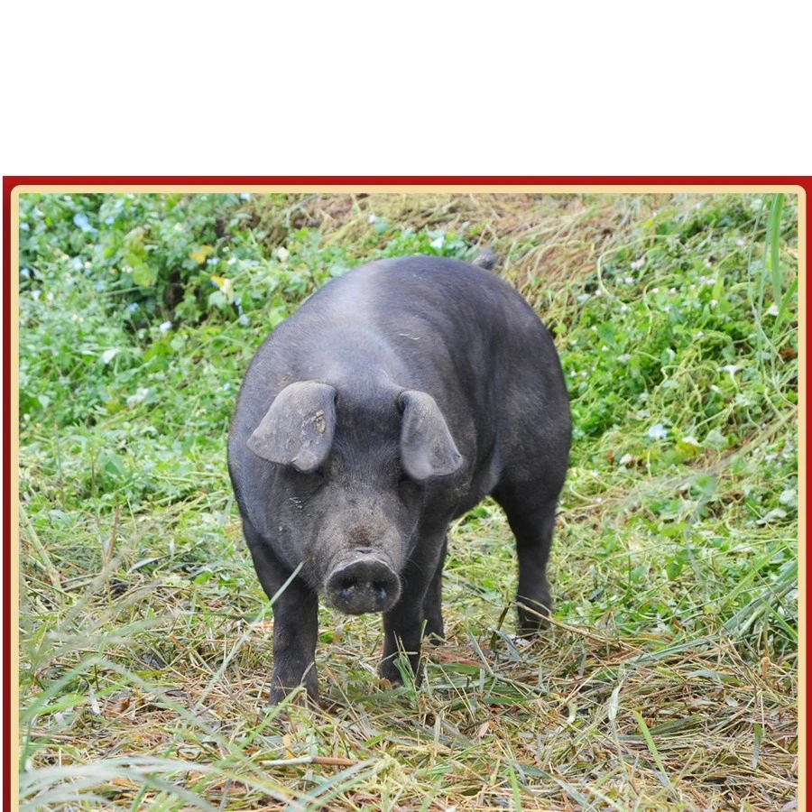 【黑毛土猪肉】 皖南农户喂养黑猪肉(顺丰京东包邮）直播间现称改价