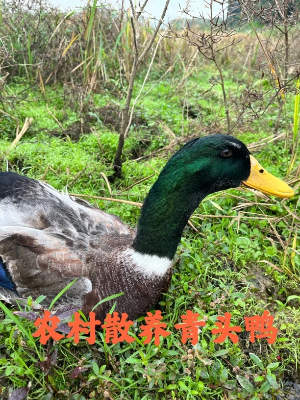 广西农村稻谷青头鸭项鸡两只毛重9斤左右活体顺丰包邮