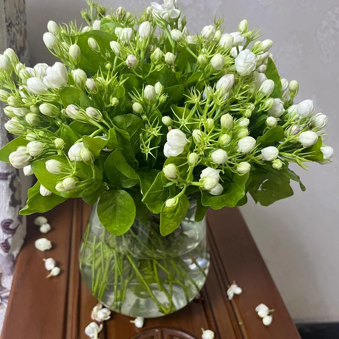 【茉莉花】容易掉头，介意慎拍！云南鲜花直发 新鲜优选鲜花 包邮