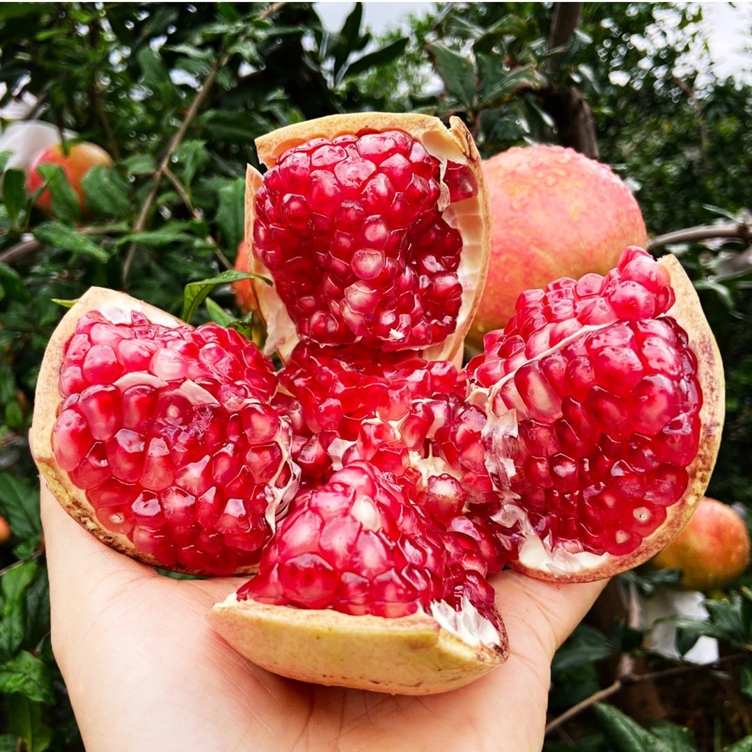 四川会理软籽石榴1/5/8斤