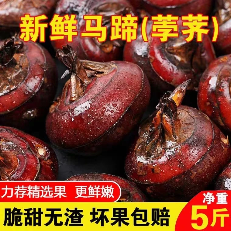 新鲜马蹄荸荠现挖现发带泥水果蔬菜下单送去皮刀包邮到家5/9斤