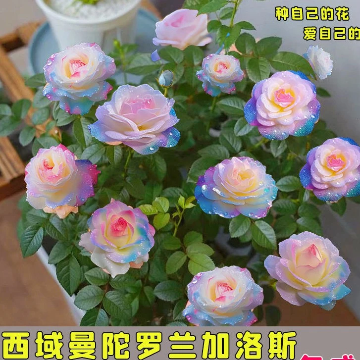 【稀有品种】西域曼陀罗兰加洛斯室内外玫瑰花苗盆栽花卉观花月季