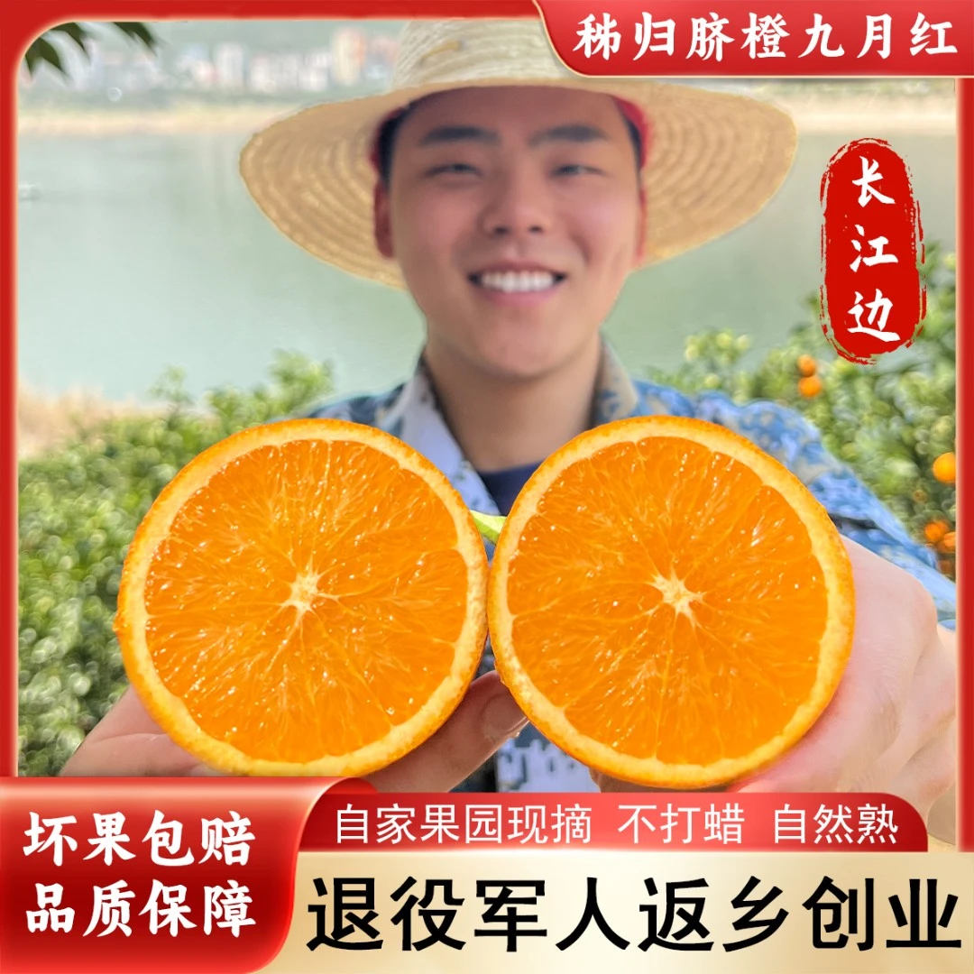 【兵哥家种植】秭归九月红果冻橙现摘当季新鲜水果孕妇手剥3/9斤