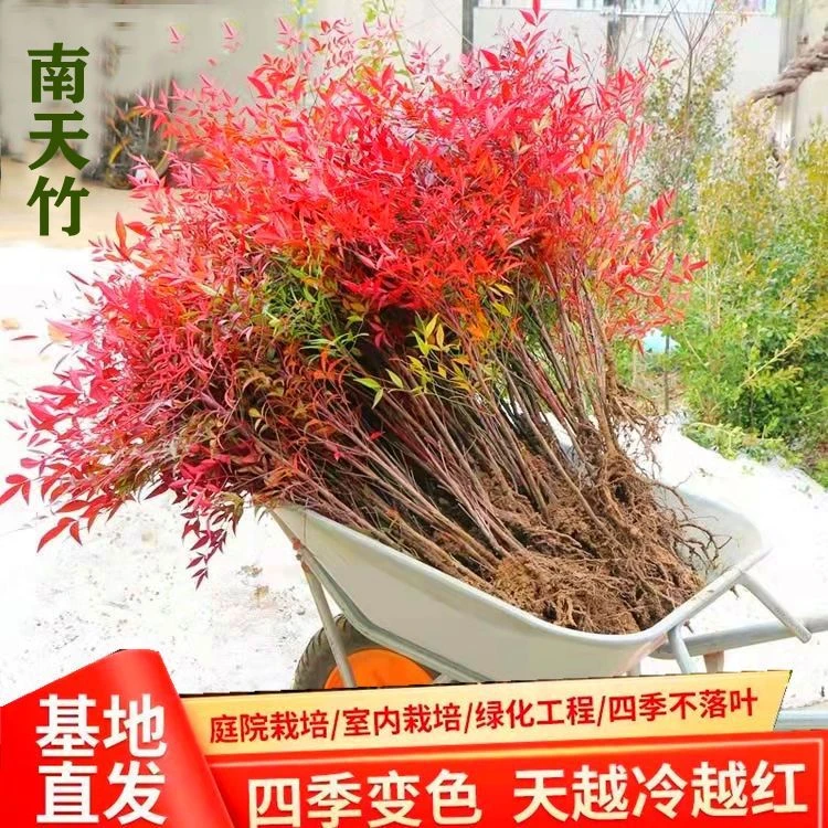 南天竹树苗盆栽四季观叶耐寒植物盆景室内外庭院多年生红天竹树苗