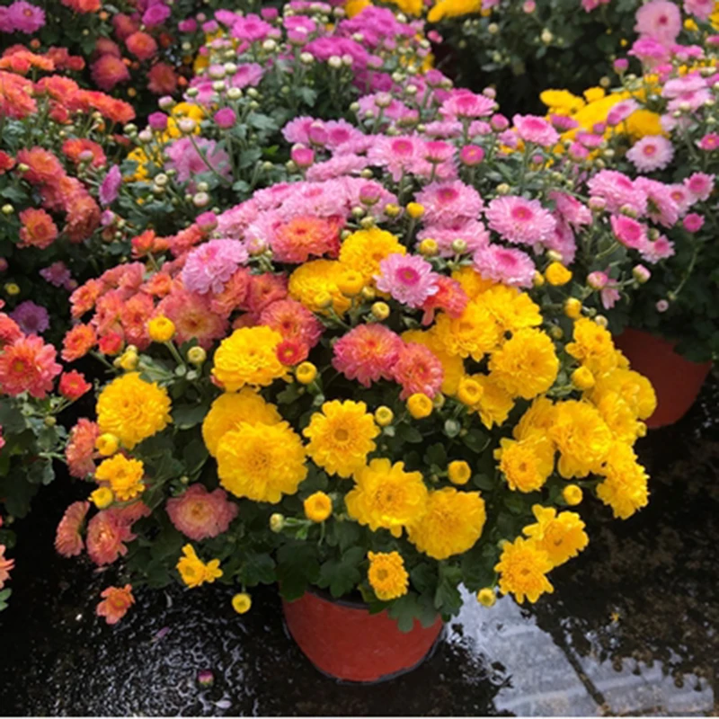 菊盆栽菊花苗植物菊花花苞庭院带阳台千头绿乒乓球桌面九月荷兰菊