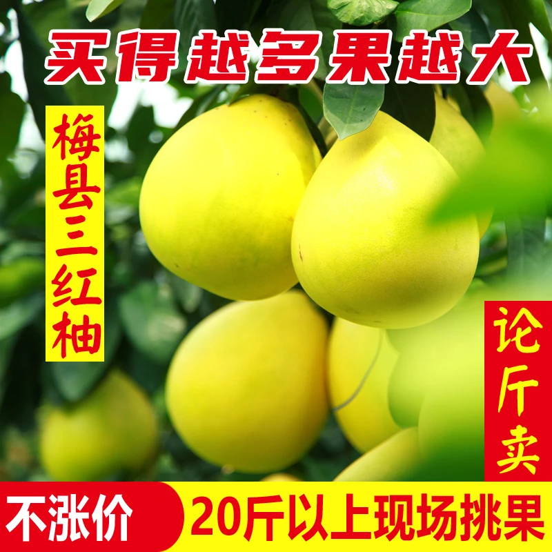 【现摘!论斤卖!】正宗梅州蜜柚红心柚梅县三红柚子应季水果新鲜采摘