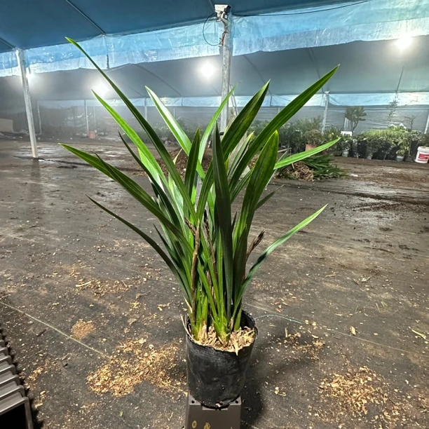 墨兰企黑浓香型花带花苞育苗盆发货