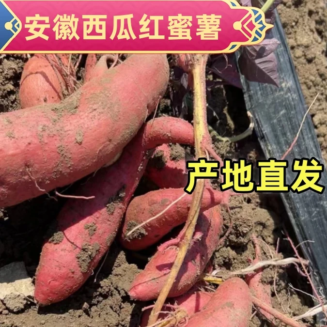 甜糯无丝现挖西瓜红蜜薯农家新鲜红心蜜薯安徽发货5斤原产地