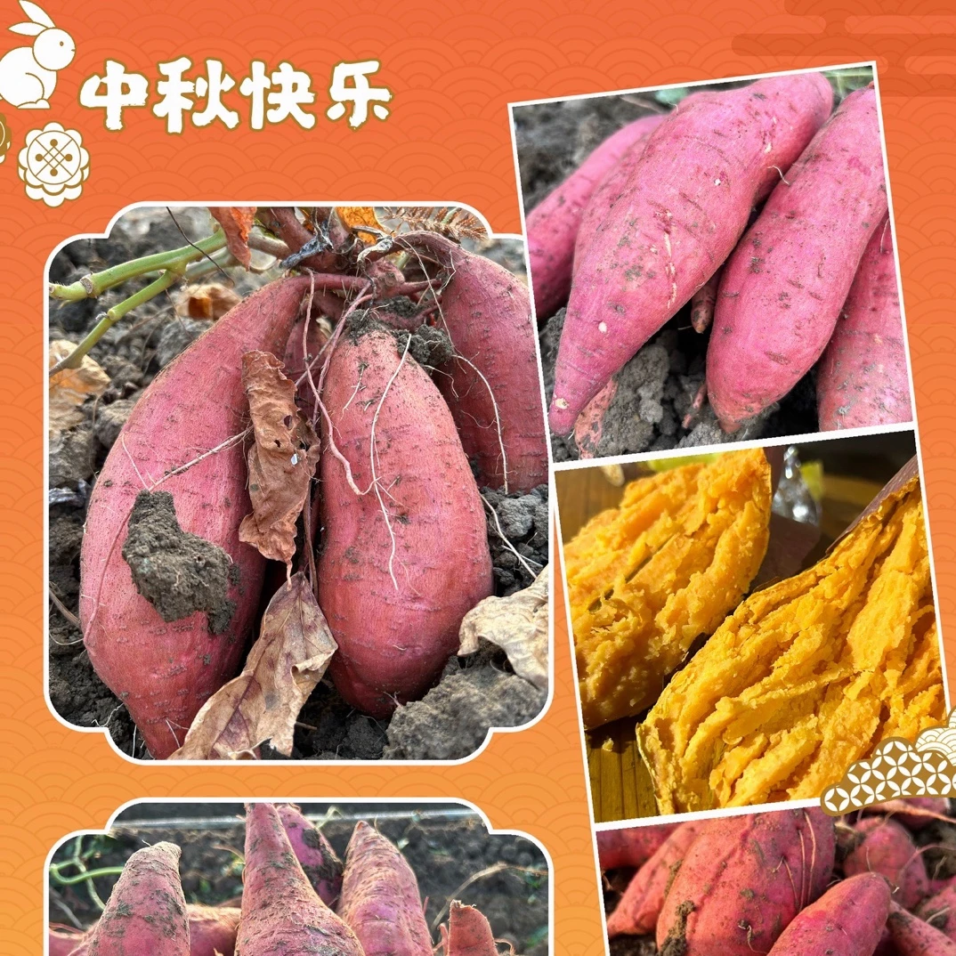喜迎中秋 欢度国庆福利活动西瓜红蜜薯4斤