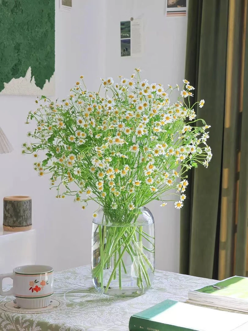 【洋甘菊】同一地址一单包邮，两单送配草，三单配草+花瓶