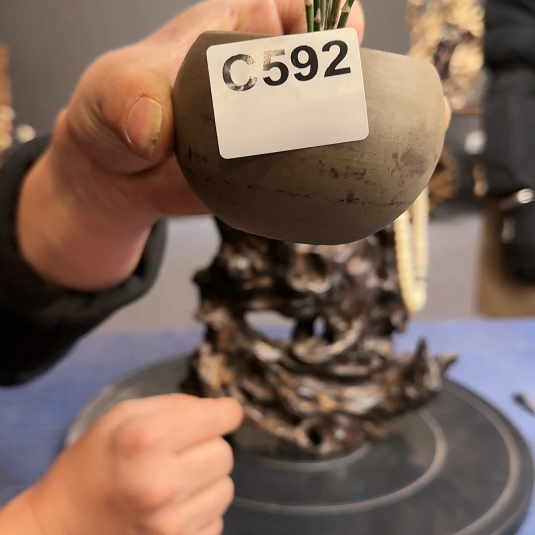 【闪购商品】陶瓷592老*