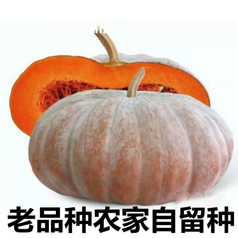 磨盘大南瓜种子老品种南瓜种子非转基因磨盘南瓜种子农家自留种子
