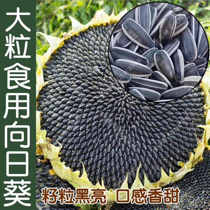 大粒食用向日葵种子春夏四季播大瓜种籽盆栽蔬菜葵花籽高产耐旱孑